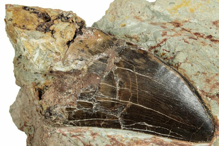 Carcharodontosaurus Tooth In Situ - Dekkar Formation, Morocco #252328